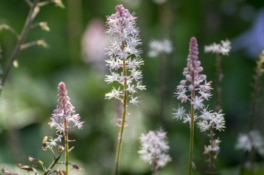 Tiarella pembe Skyrocket süs Bahçe çiçek çiçek, pembe beyaz çiçekli bitki, Grup bir kök üzerinde küçük çiçek