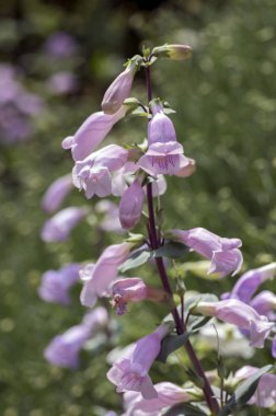 Penstemon grandiflorus çok yıllık pembe mor çiçekler kök, güzel çiçekli bitki üzerinde