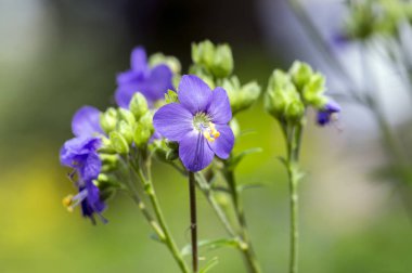 Polemonium caeruleum güzel çiçek, vahşi mavi çiçekli bitki üzerinde çayır çiçekler