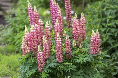 Lupinus lerdeki, tıbbi yabani bitki çiçekli pembe mor beyaz çiçek çiçek sapı yeşil üzerinde Grup bahçede bırakır.