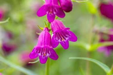 Penstemon mexicali çeşidinde kırmızı çiçekler, mor süs çan çiçekli küçük bitki çim kayalar