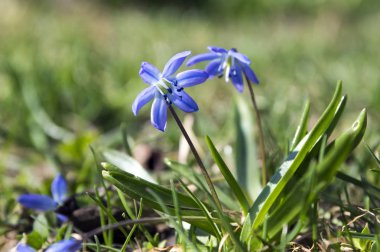 One plant Scilla siberica, early spring blue flowers in bloom in the grass clipart