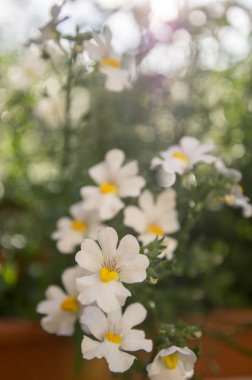 Nemesia strumosa süs çiçek çiçek, sarı merkezi ile beyaz