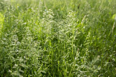 Poa pratensis green meadow european grass clipart