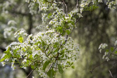 Saint Lucie kiraz Prunus mahaleb ağaç çiçek
