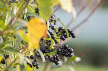 Ligustrum vulgare olgunlaştı siyah çilek meyve, çalı dalları yaprakları ile güneş ışığı altında sonbahar renkleri