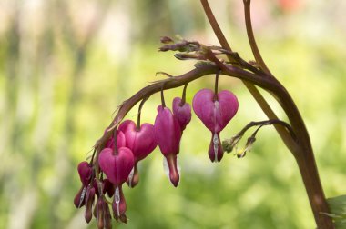 Dicentra spectabilis, Asya sulugöz, pembe kanayan kalpler Bloom bahar
