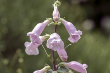Penstemon grandiflorus çok yıllık pembe mor çiçekler kök, güzel çiçekli bitki üzerinde