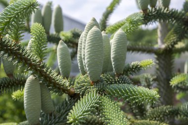 Abies Pinaceae iğne yapraklı ağaç dalları tam iğne ve yeşil unripened koniler, süs ağacı ile