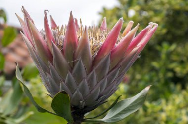 Protea cynaroides da Kral protea şaşırtıcı dev çiçek çiçeklenme denir