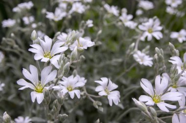 Snow-in-Summer, Cerastium tomentosum çiçek