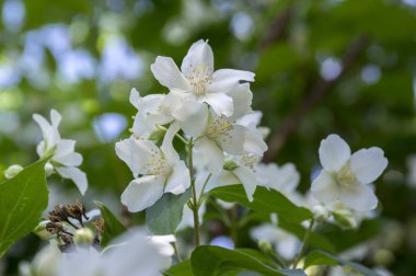 Sahte yasemin, portakallı makara, çiçek açmış fıstık.