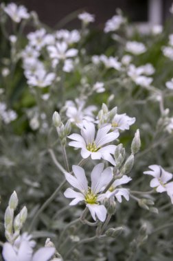 Snow-in-Summer, Cerastium tomentosum çiçek