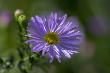 Symphyotrichum novae-angliae Michaelmas'la daisy bloom, sonbahar Otsu süs bitki, tek çiçek