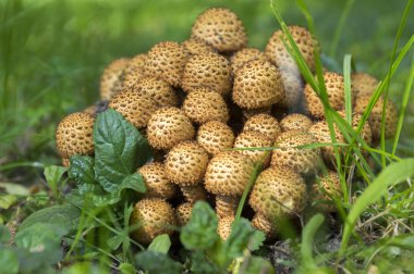 Pholiota squarrosa woodsfailing mantar çim
