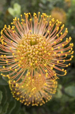 Leucospermum condifolium harika turuncu sarı çiçekler açan