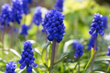 Çiçek çiçek Lavandula angustifolia Grup