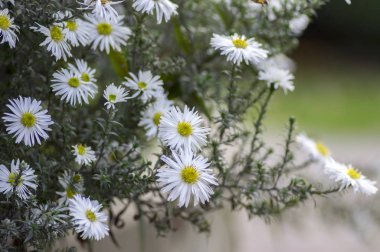 Aster ericoides heath aster çiçek çiçek beyaz