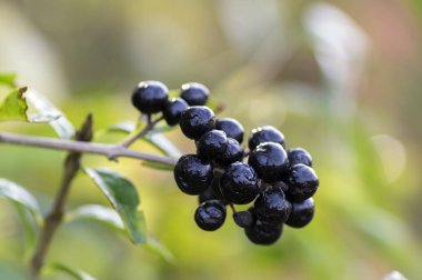 Ligustrum olgunlaştı vulgare siyah çilek meyve, çalı dalları yaprakları ile