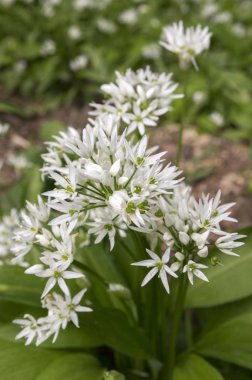 Allium ursinum ayılar sarımsak çiçek