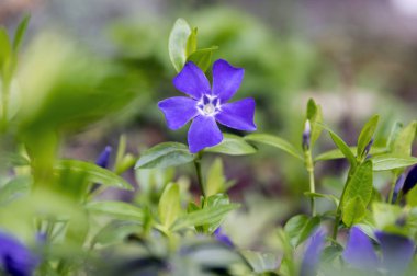 Vinca küçük küçük Cezayir menekşesi çiçek, çiçek, süs sürünen çiçekler ve tomurcukları ortak Cezayir menekşesi