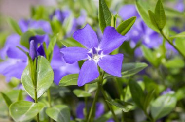 Vinca küçük küçük Cezayir menekşesi çiçek, çiçek, süs sürünen çiçek ortak Cezayir menekşesi