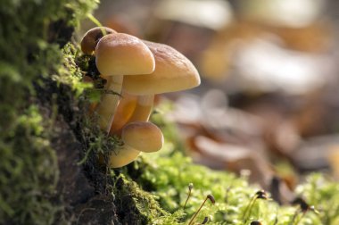 Flammulina velutipes mantar üzerinde yeşil yosun de ahşap Funda