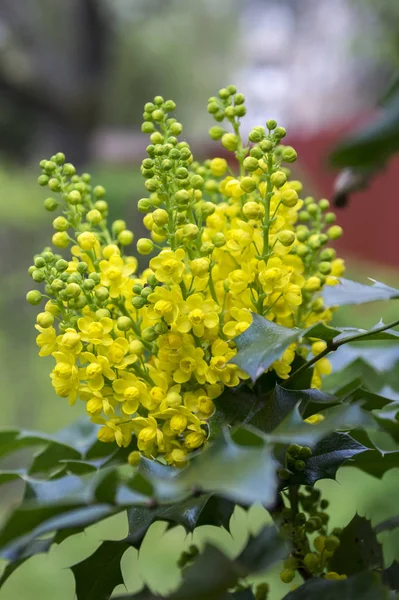 Mahonia Aquifolium Arbusto Con Flor Amarilla — Foto de Stock