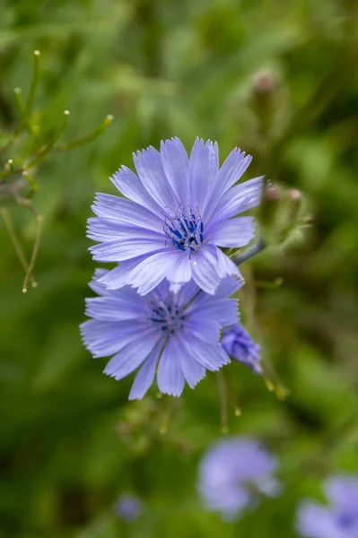 Bleu Clair Chicorée Commune Fleur — Photo