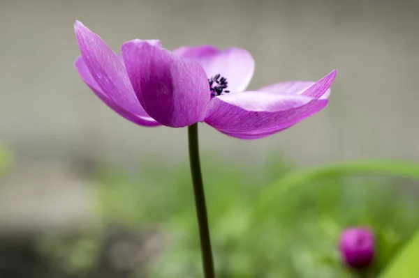 Фиолетовый Декоративный Анемон Coronaria Caen Bloom — стоковое фото