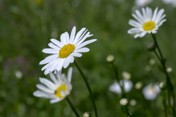 Leucanthemum Vulgare Prados Flor Selvagem Com Pétalas Brancas Centro Amarelo — Fotografia de Stock