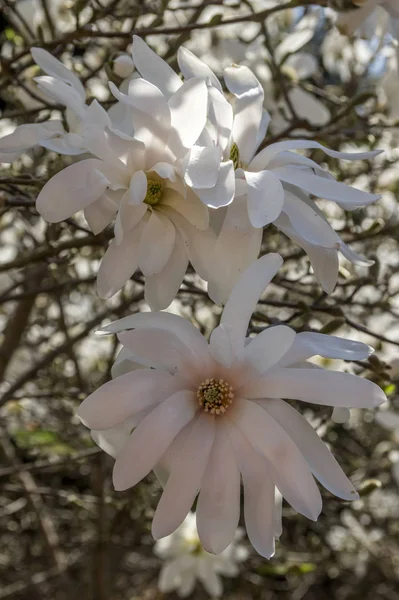 Θάμνος Magnolia Stellata Μανόλια Στελλάτα Στην Άνθιση — Φωτογραφία Αρχείου