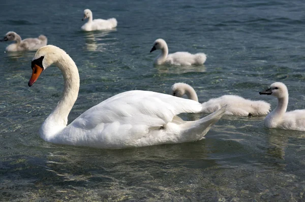 Cisnes Adultos Crianças Cisnes Lago Lago Garda Itália Família Pássaros — Fotografia de Stock