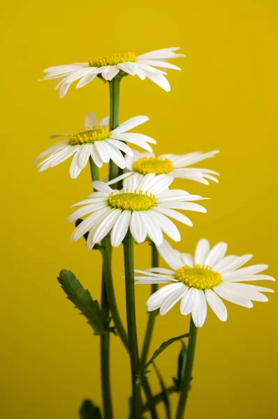 Leucanthemum 挥发油草地野生花与白色花瓣和黄色中心开花黄色背景 — 图库照片
