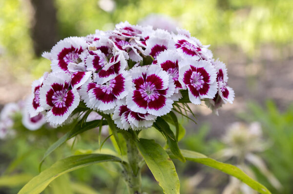 Dianthus barbatus в цветении, темно-фиолетовые цветки с белым краем

