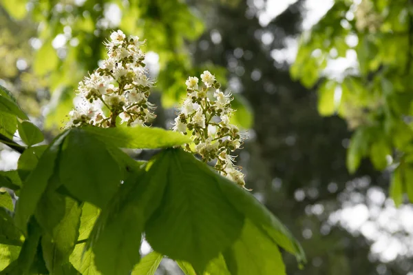 Aesculus Hippocastanum Takken Bloei — Stockfoto