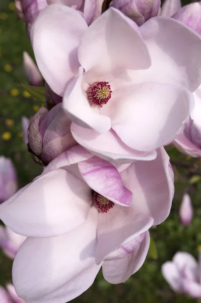 Magnolia Soulangeana Tree Bloom — Stock Photo, Image