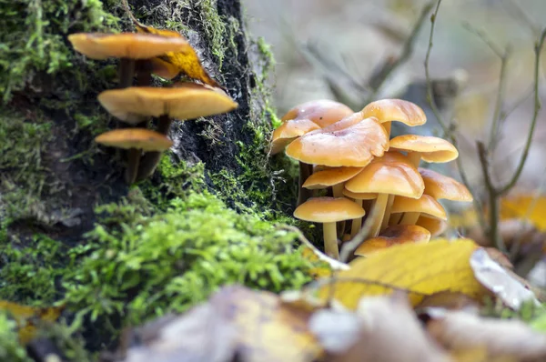 Flammulina Velutipes Mushroom Wooden Shrub Green Moss Cluster Tasty Winter — Stock Photo, Image