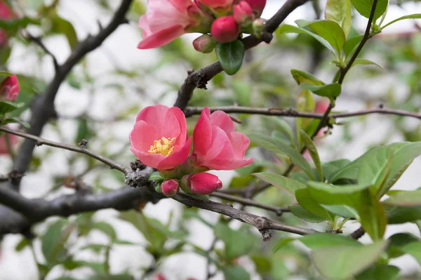 Чейномелеський Листяний Кущ Рожевому Цвіті — стокове фото