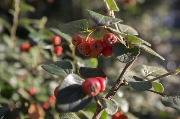 Cotoneaster Integerrimus Piros Őszi Gyümölcsök Zöld Levelek Ágak — Stock Fotó