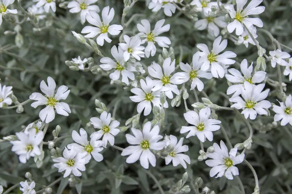 Schnee Sommer Cerastium Tomentosum Blüht Weißer Blütenhintergrund — Stockfoto