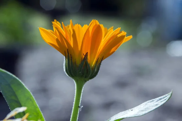 Calendula Officinalis Flor —  Fotos de Stock