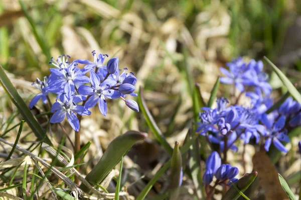 希拉叶獐牙蓝花盛开 两叶枣球状花 — 图库照片