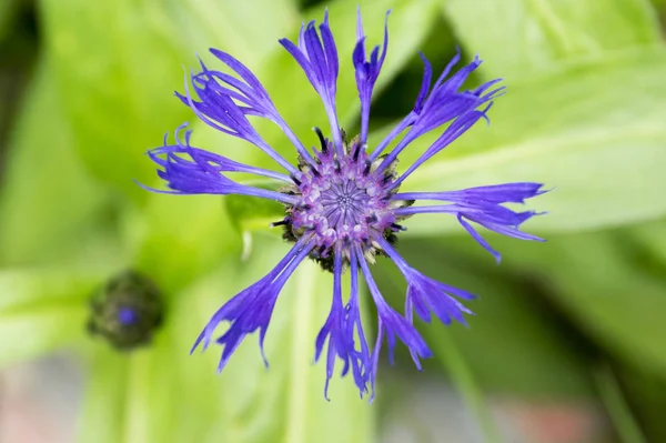 Blauwe Squarrose Knapweed Bloei — Stockfoto