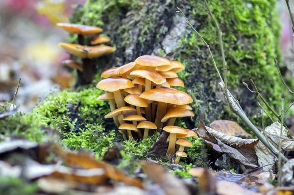 Flammulina Velutipes Seta Sobre Arbusto Madera Musgo Verde Racimo Sabrosas — Foto de Stock