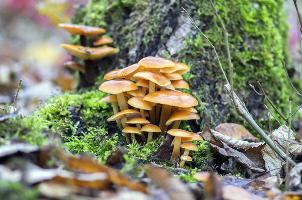 Flammulina velutipes mushroom on wooden shrub in green moss, cluster of tasty winter mushrooms