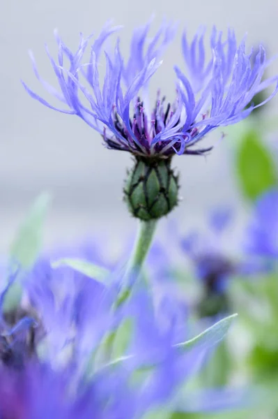 Blue Squarrose Knapweed Bloom — Stock Photo, Image