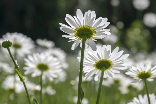 Leucanthemum Vulgare Rétek Vad Virág Fehér Szirmok Sárga Virágos — Stock Fotó