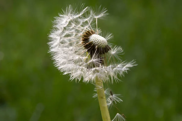 Primer Plano Del Diente León Desvanecido Taraxacum Officinale Semillas Voladoras — Foto de Stock