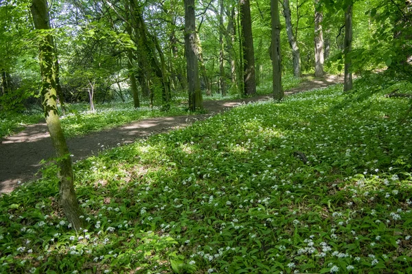 Nemosicka Unde Avenbok Skog Intressant Magiska Natur Plats Full Blommande — Stockfoto